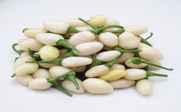 Habanero Miniature White