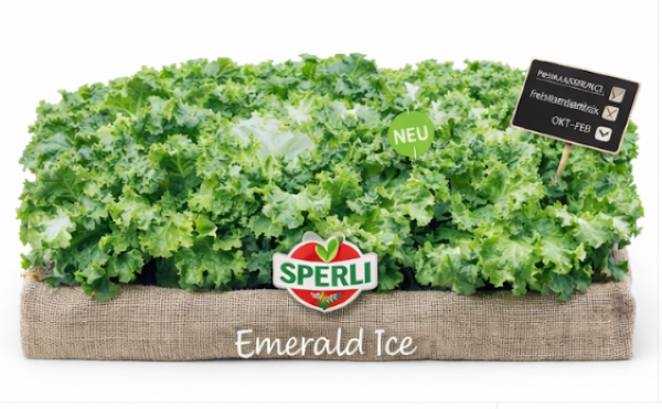 ملفوف الزمرد الجليدي