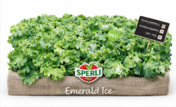 Ice Emerald Cabbage