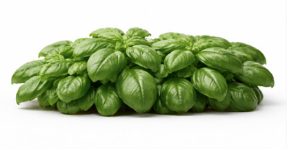 Italian Basil