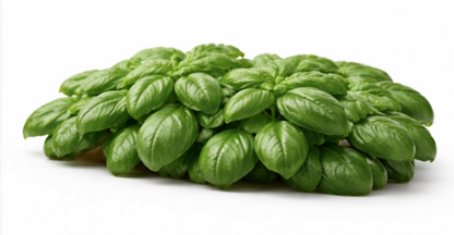Italian Basil