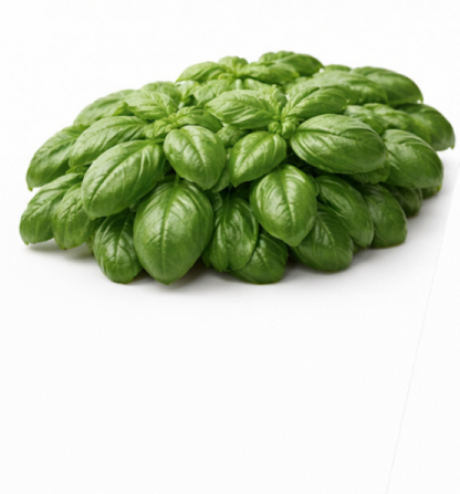 Italian Basil