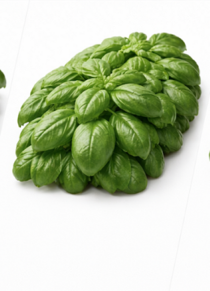 Italian Basil