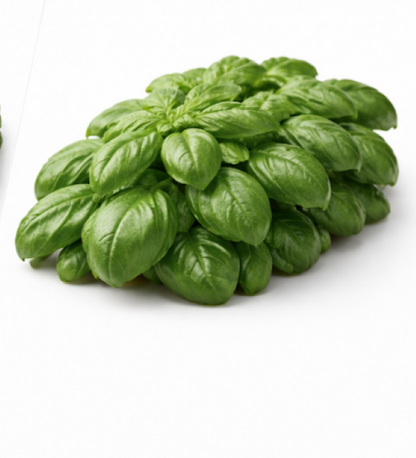 Italian Basil
