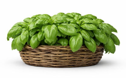 Italian Basil With Large Leaves