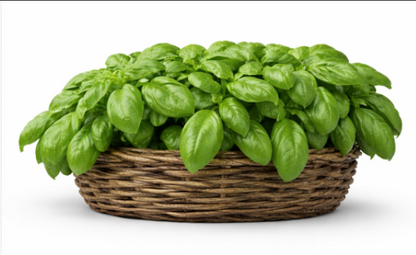 Italian Basil With Large Leaves
