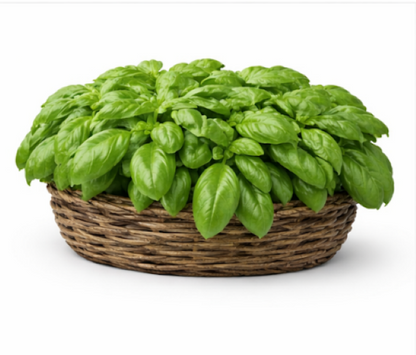 Italian Basil With Large Leaves
