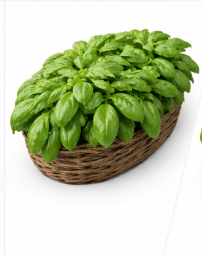 Italian Basil With Large Leaves