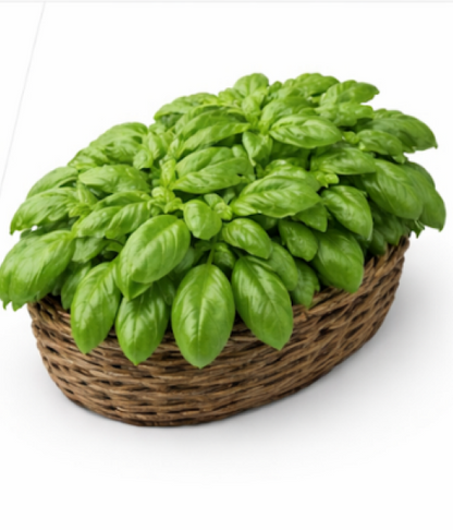 Italian Basil With Large Leaves