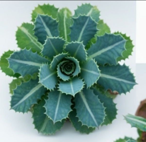 Kale Nero Di Toscana