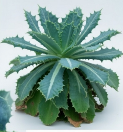 Kale Nero Di Toscana