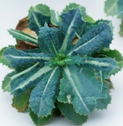 Kale Nero Di Toscana