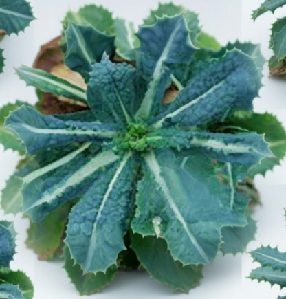 Kale Nero Di Toscana