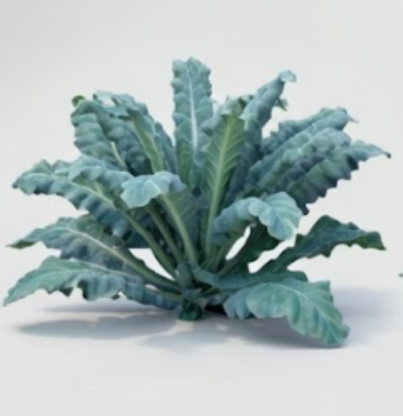 Lacinato Kale
