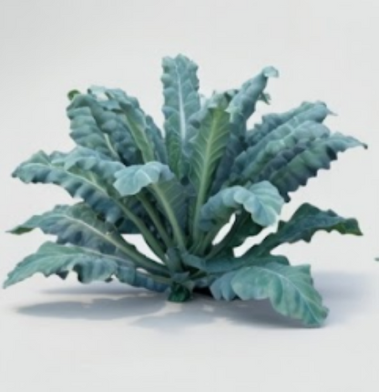 Lacinato Kale