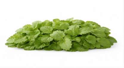 LEMON BALM