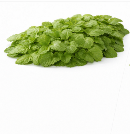LEMON BALM