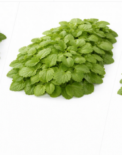 LEMON BALM