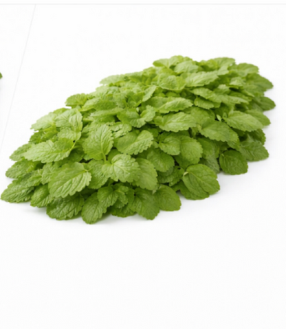 LEMON BALM
