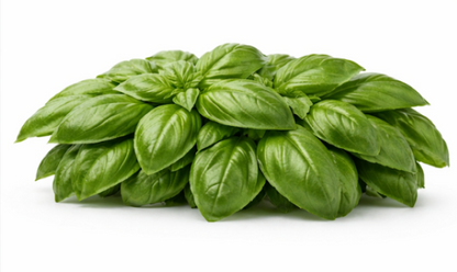 Lemon Basil