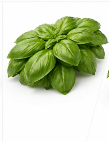 Lemon Basil