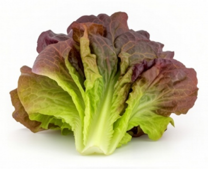 Lettuce - Romaine  Rouge D'Hiver