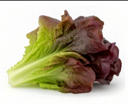 Lettuce - Romaine  Rouge D'Hiver