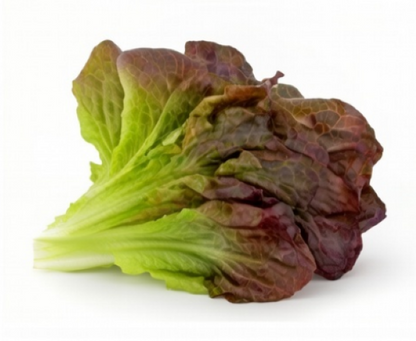 Lettuce - Romaine  Rouge D'Hiver