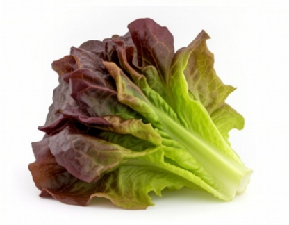 Lettuce - Romaine  Rouge D'Hiver