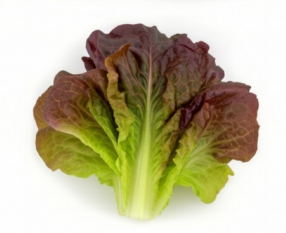 Lettuce - Romaine  Rouge D'Hiver