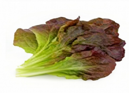 Lettuce - Romaine  Rouge D'Hiver