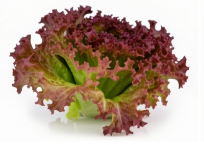 Little Gem Lettuce