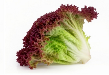 Little Gem Lettuce