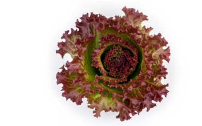 Little Gem Lettuce