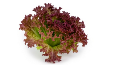 Little Gem Lettuce