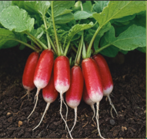 Long Red Radish