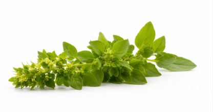 Marjoram Sweet