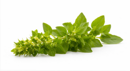 Marjoram Sweet