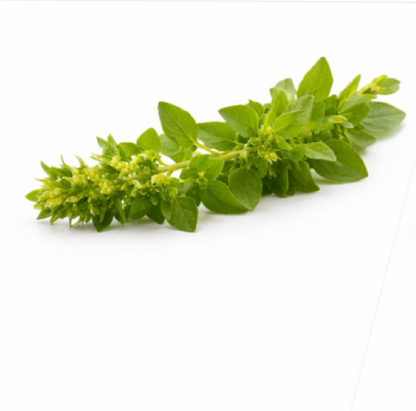 Marjoram Sweet