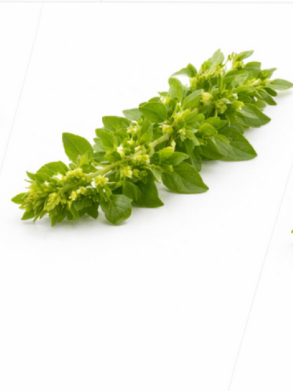 Marjoram Sweet