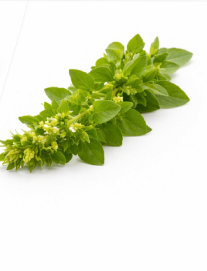 Marjoram Sweet