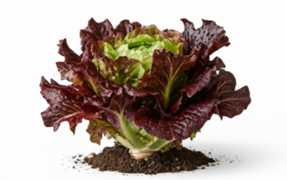 Merlot Cazard Salad