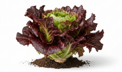Merlot Cazard Salad