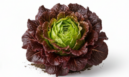 Merlot Cazard Salad