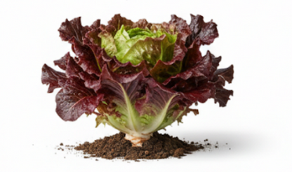 Merlot Cazard Salad