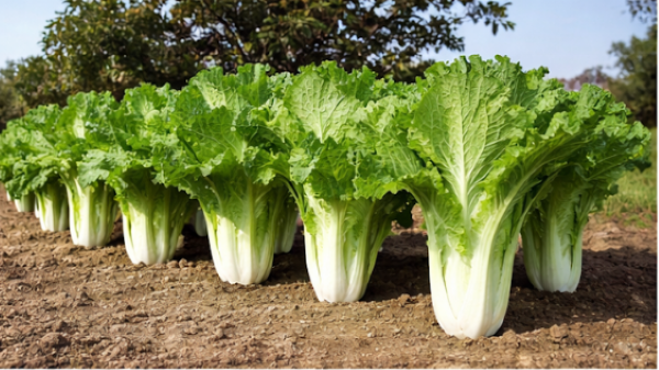 Michihili Chinese Cabbage
