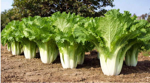 Michihili Chinese Cabbage