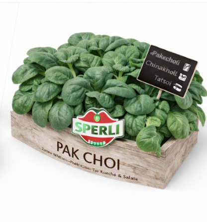 Mini-Pak Choi