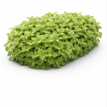 نعناع