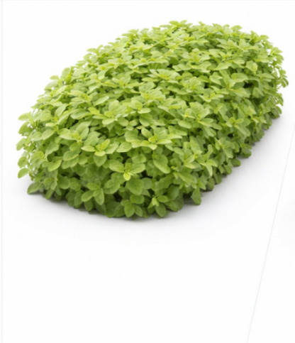 نعناع